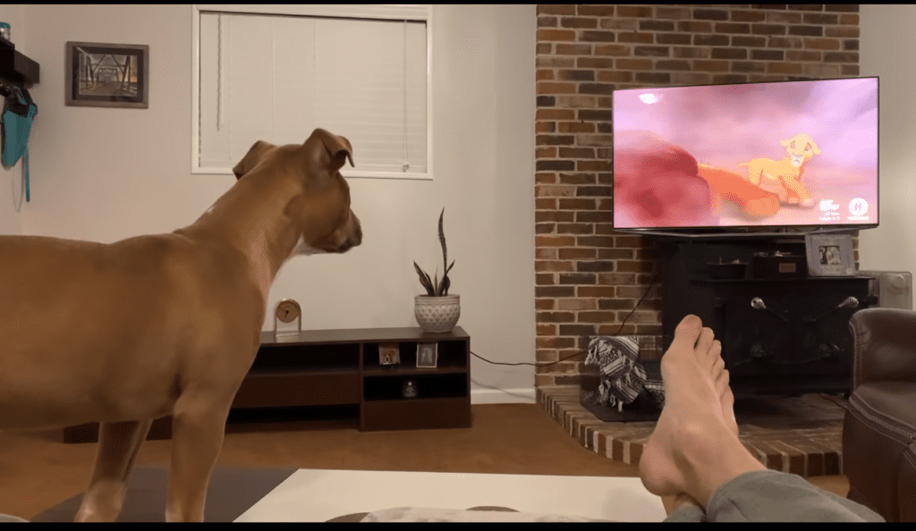 Luna the Pitbull Watches Simba Mourning on Mufasa's Death