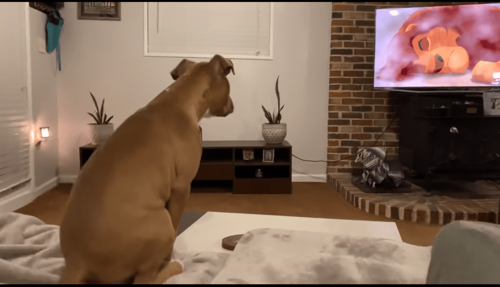Luna Feels Pain as Simba Tries to Wake Up his Dad