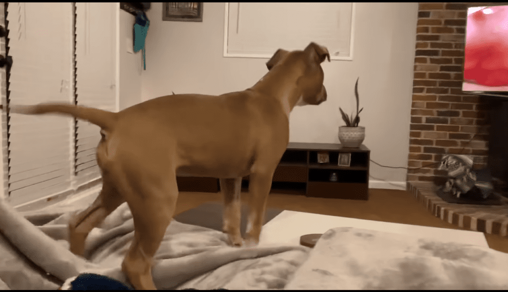 Luna Wags Her Tail As She Watches Simba Trying to Wake Mufasa