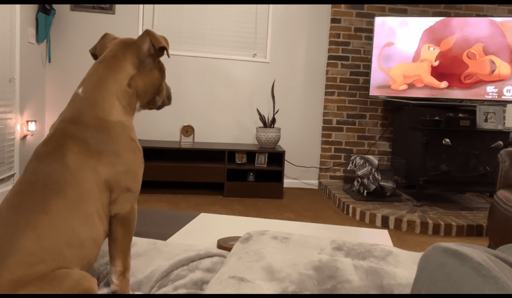 Luna Watches Simba Stretching Mufasa's Ears