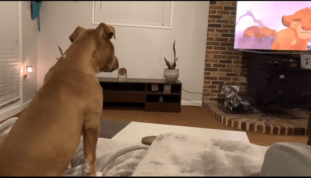 Luna Feel Sad as Simba Cries