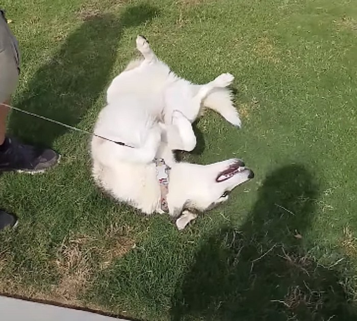 Husky Throws A Tantrum When Time To Leave Dog Park