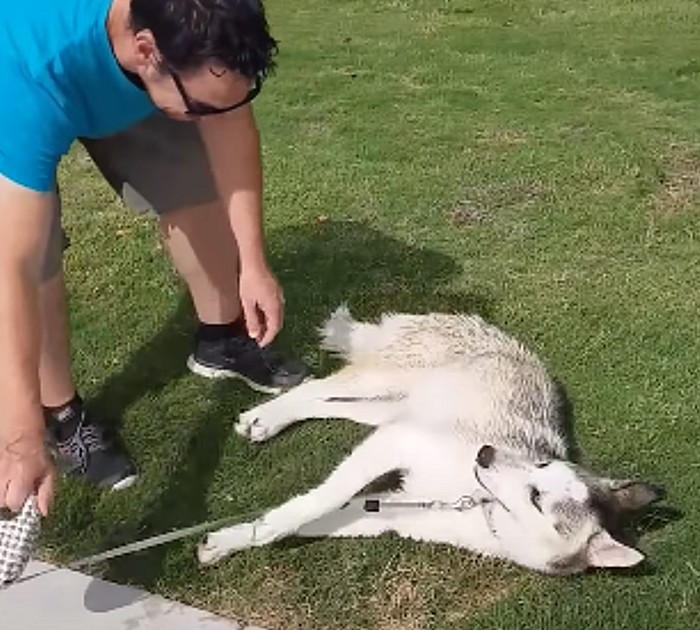 Husky Throws A Tantrum When Time To Leave Dog Park