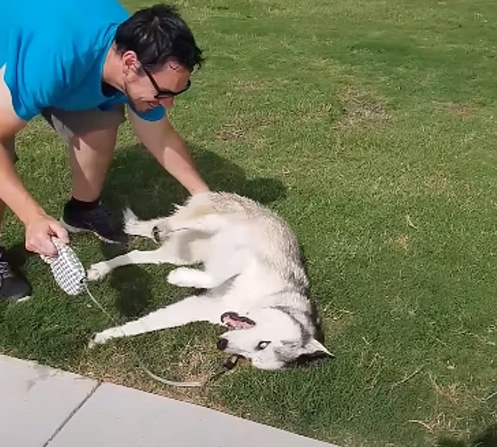 Husky Throws A Tantrum When Time To Leave Dog Park