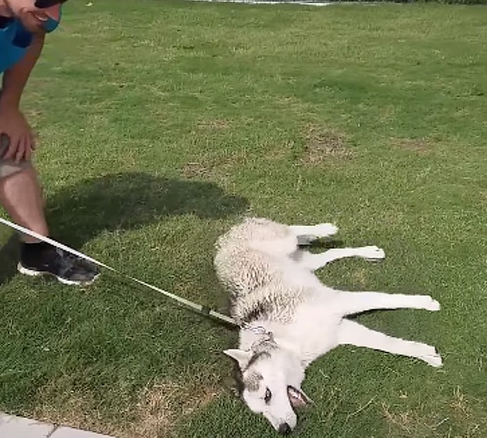 Husky Throws A Tantrum When Time To Leave Dog Park