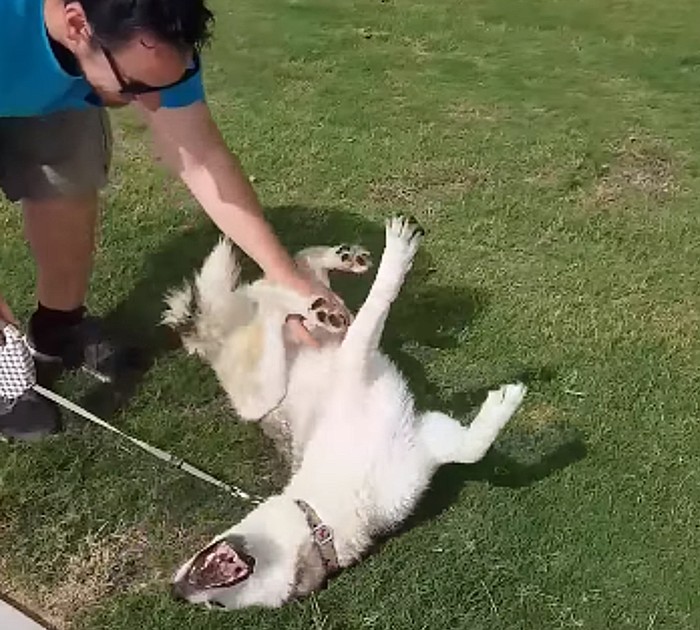 Husky Throws A Tantrum When Time To Leave Dog Park