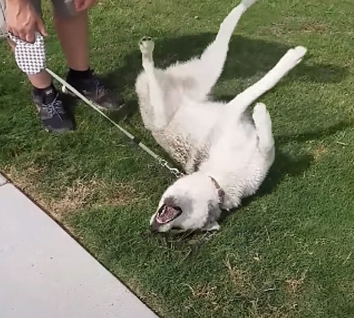 Husky Throws A Tantrum When Time To Leave Dog Park