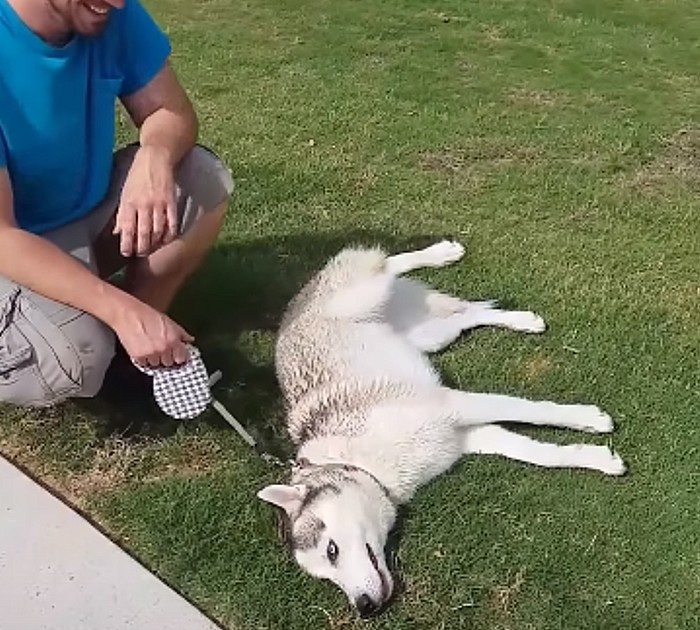 Husky Throws A Tantrum When Time To Leave Dog Park
