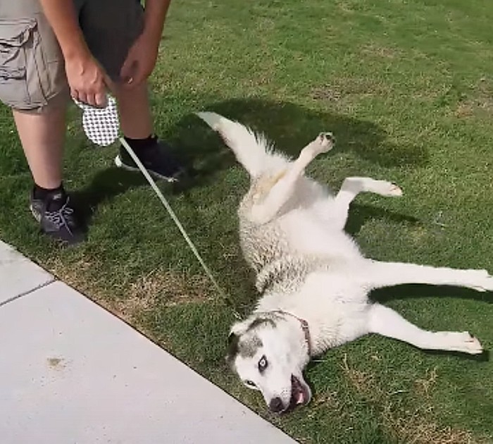 Husky Throws A Tantrum When Time To Leave Dog Park