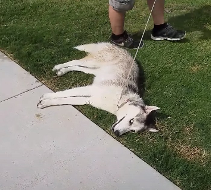 Husky Throws A Tantrum When Time To Leave Dog Park